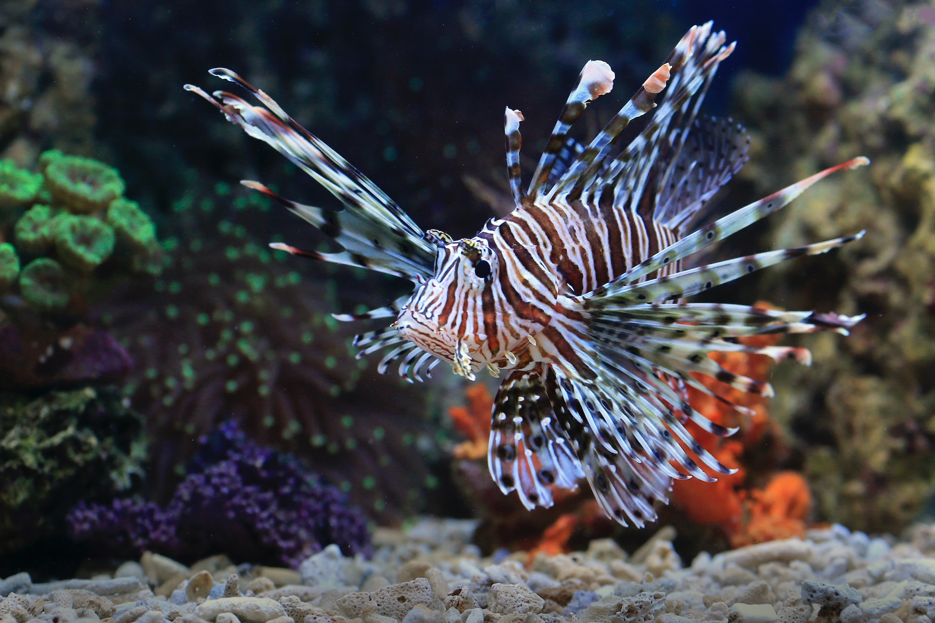 Image showcasing Why Invasive Species Are Detrimental to Marine Ecosystems - Perseave